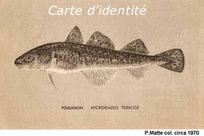 carte d'identit